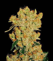 1642081363826.png 1642081363826.png