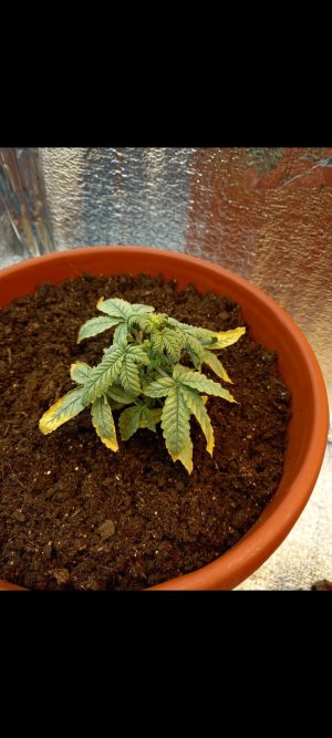 Screenshot_20220115-230740_Gallery.jpg Screenshot_20220115-230740_Gallery.jpg