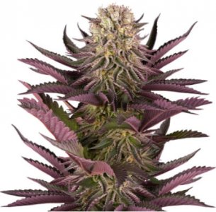 mimosaxorange.jpg mimosaxorange.jpg