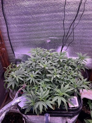 IMG_3588.jpeg IMG_3588.jpeg