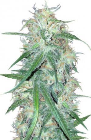 super lemon haze.jpg