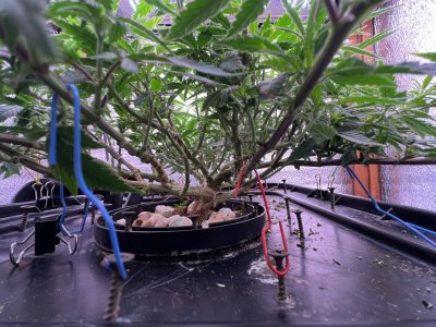 IMG_3688.jpeg IMG_3688.jpeg