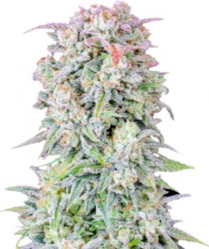 original afghan kush.jpg original afghan kush.jpg