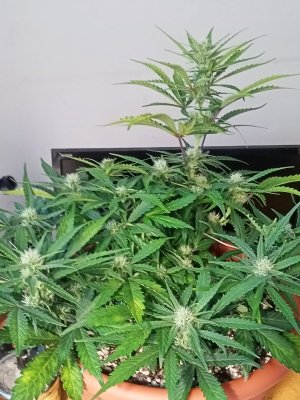 IMG20231201122332.jpg IMG20231201122332.jpg