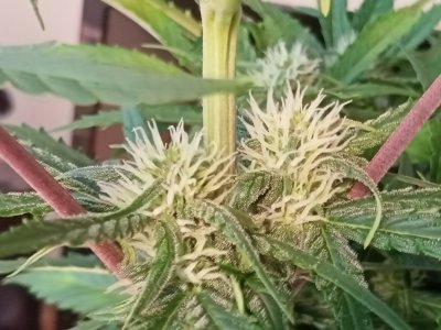 IMG20231201121046.jpg IMG20231201121046.jpg