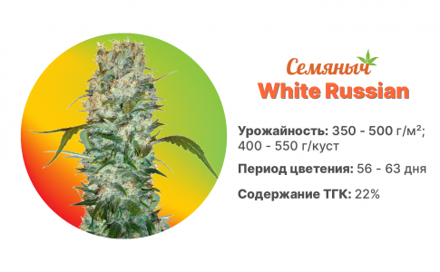 White Russian White Russian