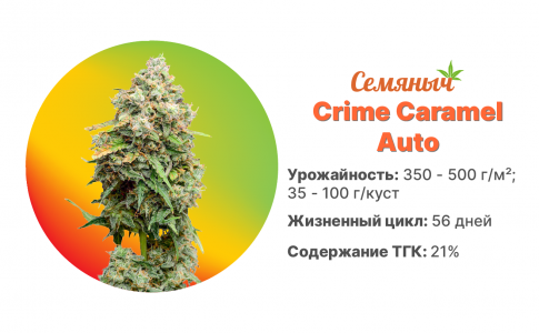 Crime Caramel Auto