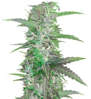 autospeedbud.jpg autospeedbud.jpg