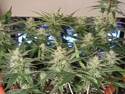 IMG20231212160948.jpg IMG20231212160948.jpg