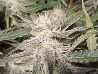 IMG20231212160818.jpg IMG20231212160818.jpg