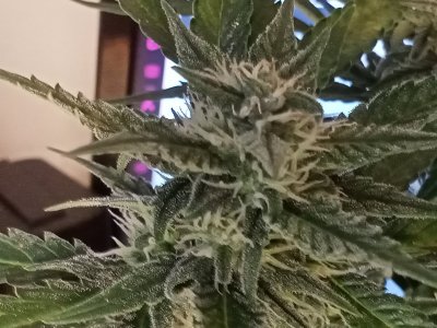 IMG20231212161110.jpg IMG20231212161110.jpg