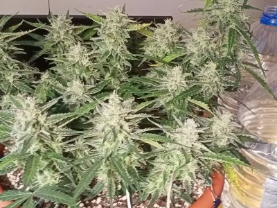 IMG20231220150926.jpg IMG20231220150926.jpg