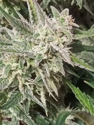 IMG20231220151035.jpg IMG20231220151035.jpg