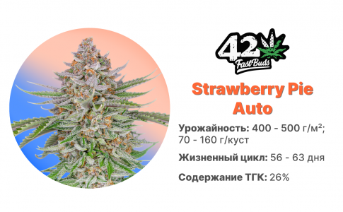 Strawberry Pie Auto Strawberry Pie Auto