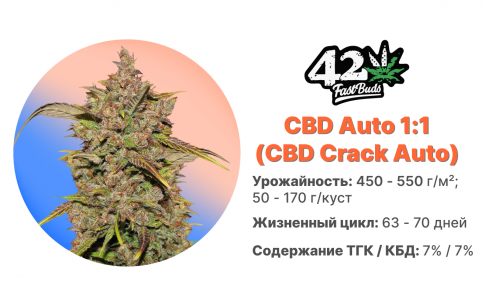 CBD Crack Auto