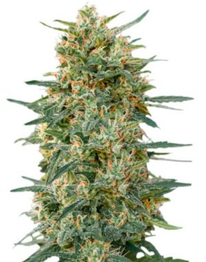 gorilla fast version.jpg