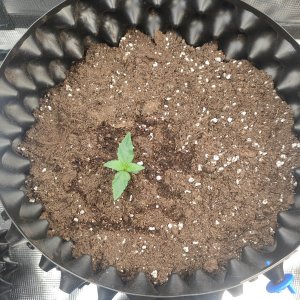 IMG20231229082705.jpg IMG20231229082705.jpg