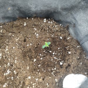 IMG20231229082710.jpg IMG20231229082710.jpg