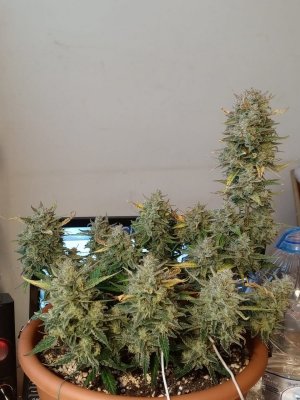 IMG-20231231-WA0001.jpg IMG-20231231-WA0001.jpg