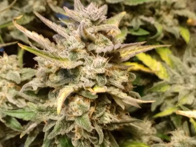 IMG-20231231-WA0006.jpg IMG-20231231-WA0006.jpg