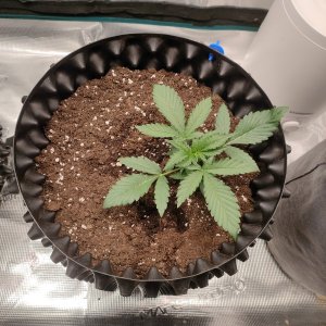 IMG20240105110402.jpg IMG20240105110402.jpg