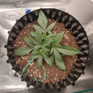 IMG20240107194237.jpg IMG20240107194237.jpg