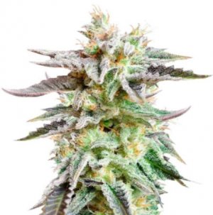 sugarbr.jpg sugarbr.jpg