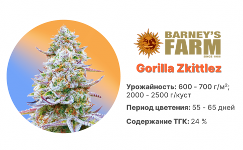 Gorilla Zkittlez