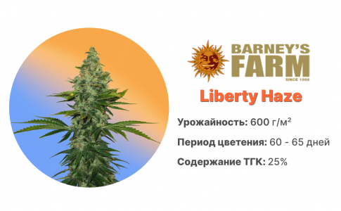 Liberty Haze Liberty Haze