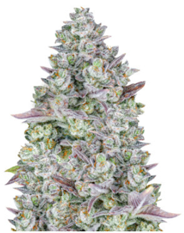 1705586352390.png 1705586352390.png