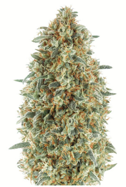 1705586356933.png 1705586356933.png