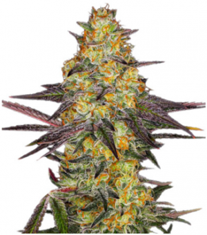 1705644732943.png 1705644732943.png