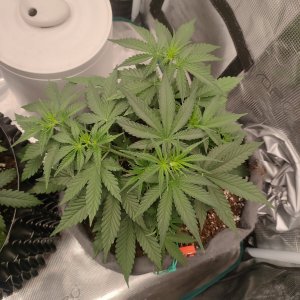 IMG20240120092431.jpg IMG20240120092431.jpg