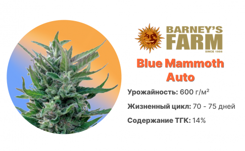 Blue Mammoth Auto