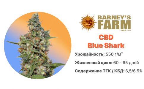 CBD Blue Shark CBD Blue Shark