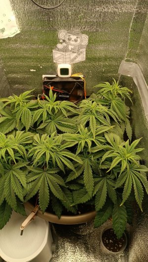 IMG_20240125_082810.jpg IMG_20240125_082810.jpg