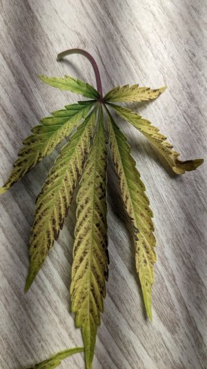 1706378814758.jpeg 1706378814758.jpeg