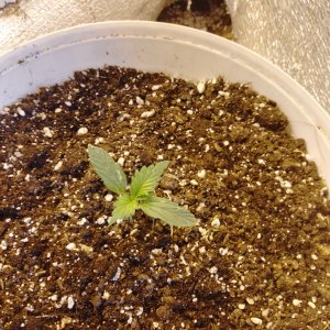 IMG_20240203_100928_490.jpg IMG_20240203_100928_490.jpg