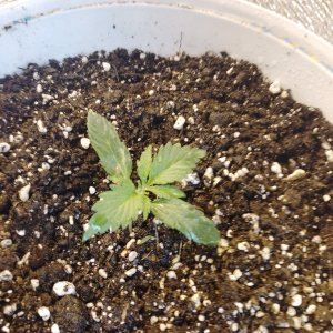 IMG_20240204_120923_202.jpg IMG_20240204_120923_202.jpg