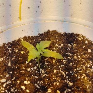 IMG_20240204_120950_047.jpg IMG_20240204_120950_047.jpg