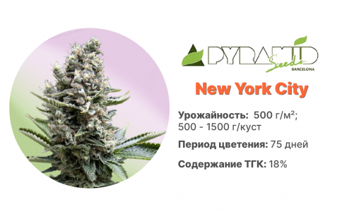 New York City New York City