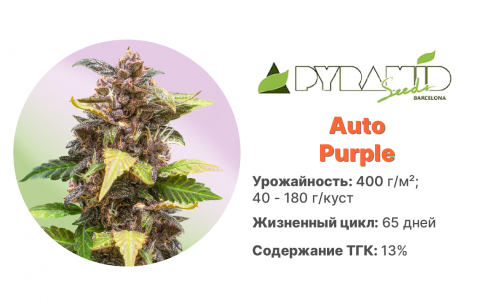Auto Purple