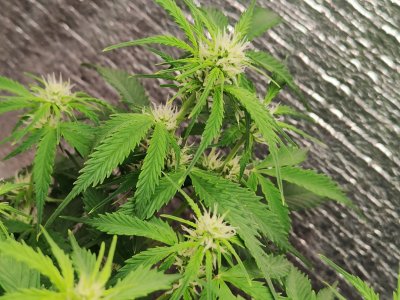 Джонни цветы.jpg