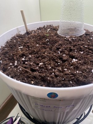 Mimosa 21.06.23.jpeg