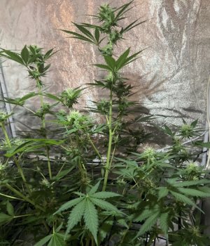 19.08.23Mimosa 3.jpeg