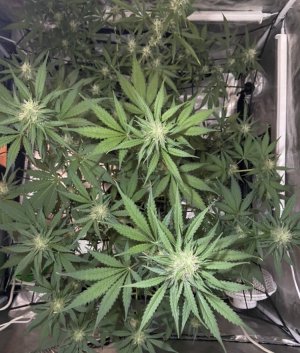 24.08.23Mimosa 2.jpeg