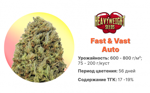 Fast & Vast Auto 