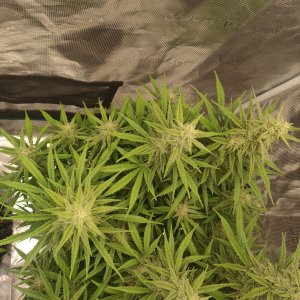 IMG20240218174059.jpg IMG20240218174059.jpg