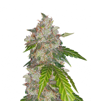 1708341714481.png 1708341714481.png