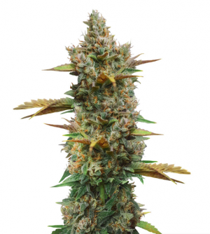 1708341738914.png 1708341738914.png